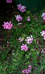 Pelargonium