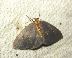 Abraxas poliaria
