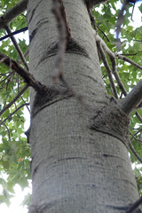 Brachychiton australis