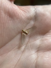 Ephemerella invaria