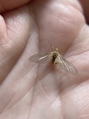 Ephemerella invaria