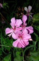 Pelargonium