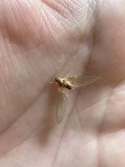 Ephemerella invaria