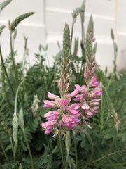 Onobrychis viciifolia