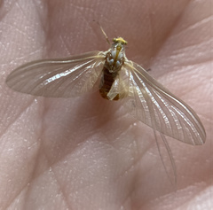 Ephemerella invaria