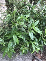 Andrographis paniculata