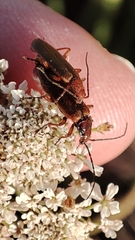 Rhagonycha nigritarsis