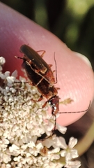 Rhagonycha nigritarsis