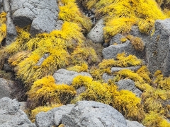 Ahnfeltiopsis concinna