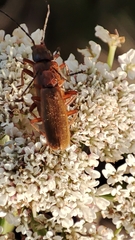 Rhagonycha nigritarsis