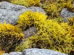 Ahnfeltiopsis concinna