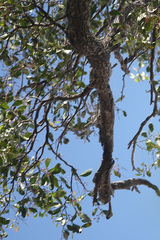 Cadellia pentastylis