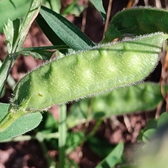 Vicia narbonensis