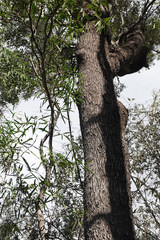 Cadellia pentastylis