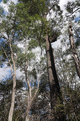 Cadellia pentastylis