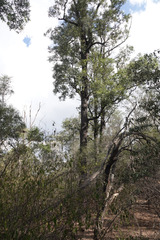 Cadellia pentastylis