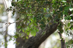 Cadellia pentastylis