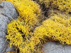 Ahnfeltiopsis concinna