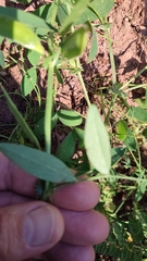 Vicia narbonensis