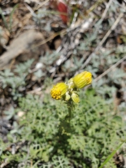 Packera eurycephala lewisrosei