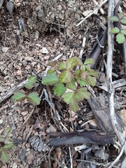 Toxicodendron diversilobum