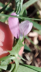 Vicia narbonensis
