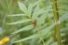 Leiobunum ventricosum