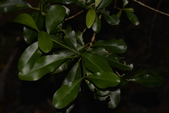 Acronychia littoralis