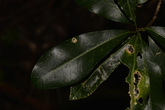 Acronychia littoralis