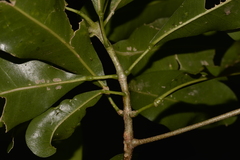 Acronychia littoralis