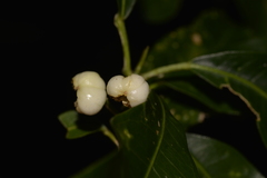 Acronychia littoralis