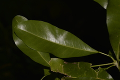 Acronychia littoralis