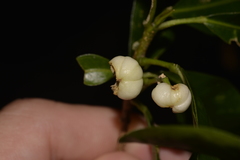 Acronychia littoralis