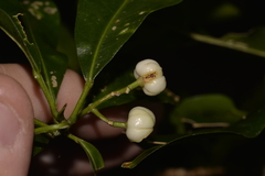 Acronychia littoralis