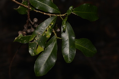 Acronychia littoralis