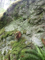 Racomitrium lawtonae