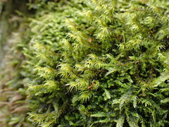 Racomitrium lawtonae