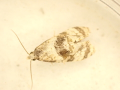 Phalonidia manniana