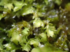 Douinia ovata