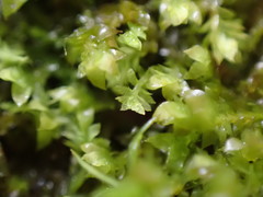Douinia ovata