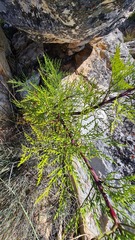 Notobubon tenuifolium