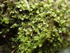 Douinia ovata