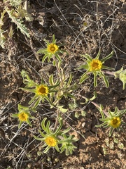 Asteriscus aquaticus