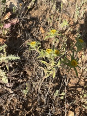 Asteriscus aquaticus