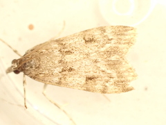 Scoparia ambigualis