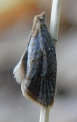 Clepsis senecionana