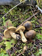 Cortinarius clandestinus