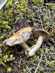 Cortinarius subolivascens