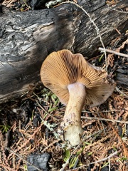 Cortinarius subolivascens