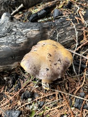 Cortinarius subolivascens